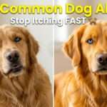 Most Common Dog Allergy in USA (2026 Guide: Causes, Symptoms & Treatment)