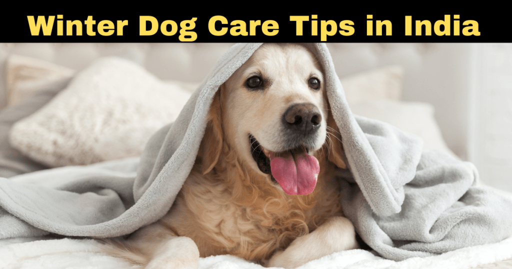 Winter Dog Care Tips in India for Cozy, Happy Pups in 2025