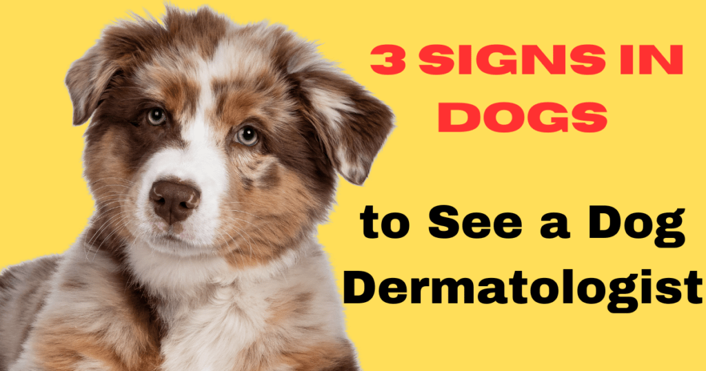 3 Signs Its Time to See a Dog Dermatologist