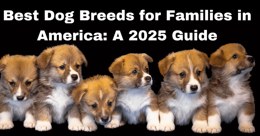 Best Dog Breeds for Families in America: A 2025 Guide