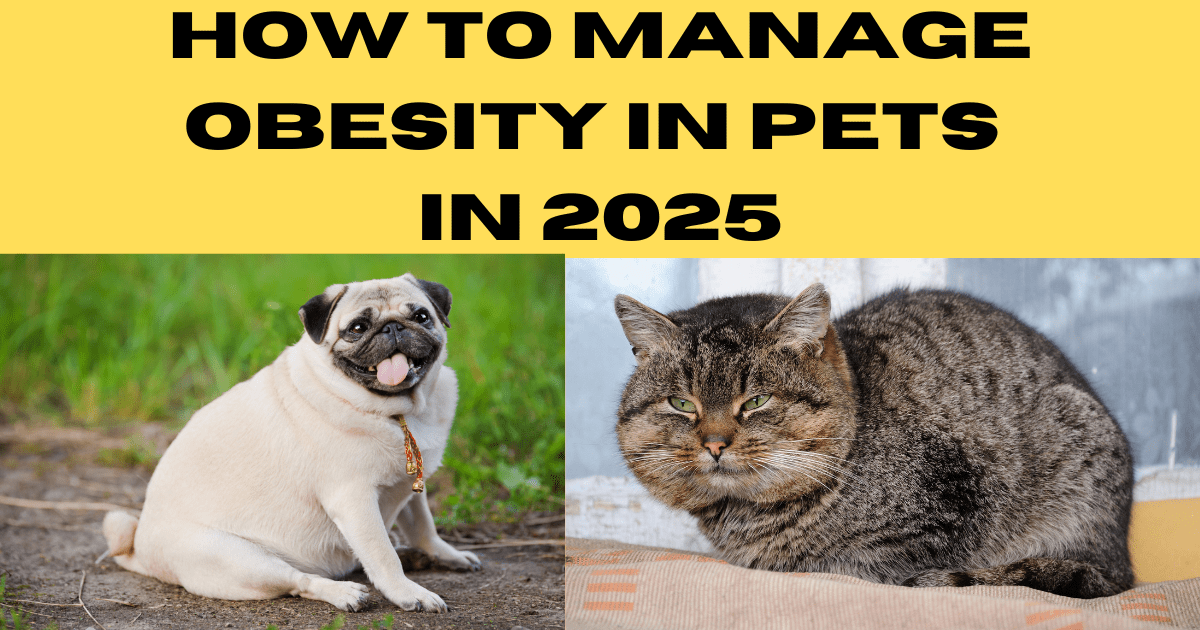 How to Manage Obesity in Pets in 2025: Tips for Dogs and Cats