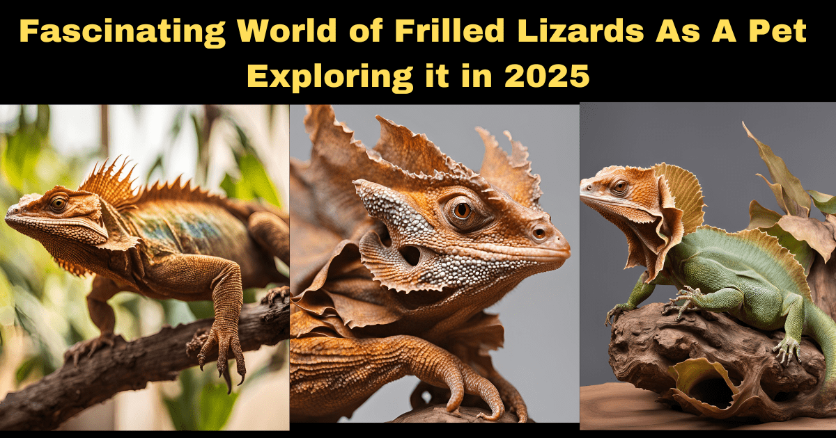 Fascinating World of Frilled Lizards As A Pet: Exploring it in 2025